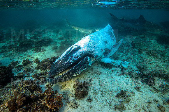 Humpback Whale Carcass with Tiger Sharks