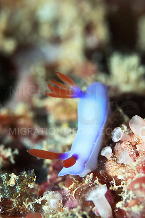 Purple Nudi