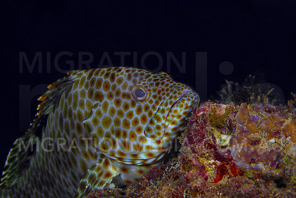 Grouper Resting