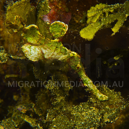 Halimeda Ghostpipefish Side