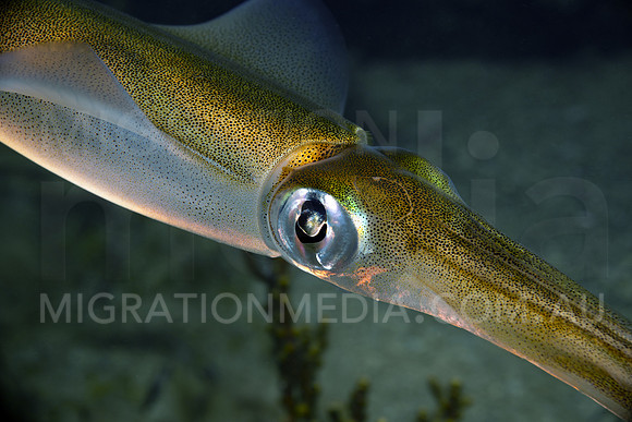 Squid Eye