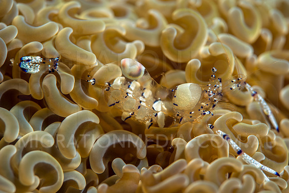 Anemone Shrimp Body