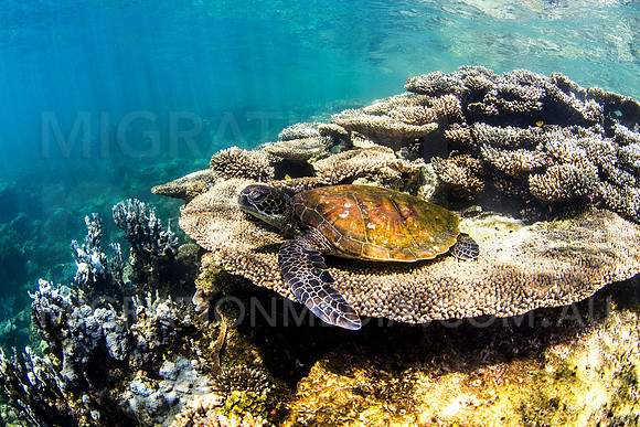Green Turtle Resting on Plate Coral