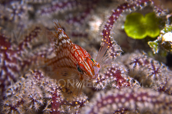 Long-Nose Hawkfish