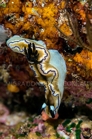 Ruffled Nudibranch