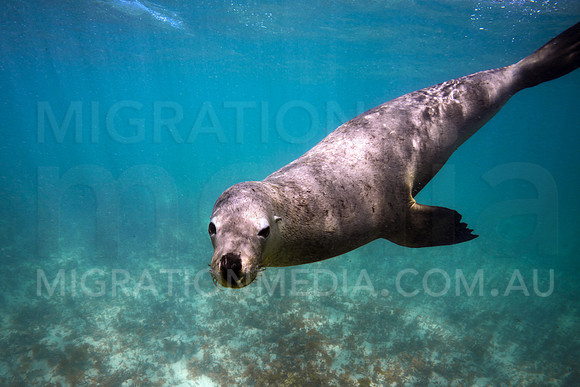 Australian Sea Lion Portrait