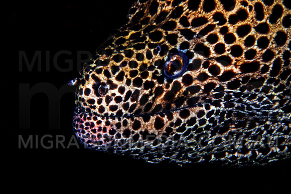 Leopard Moray Eel Close-Up