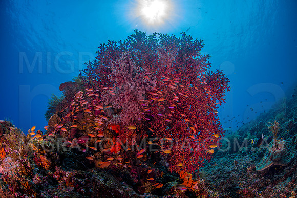 Anthias on Sea Fan with Sunball
