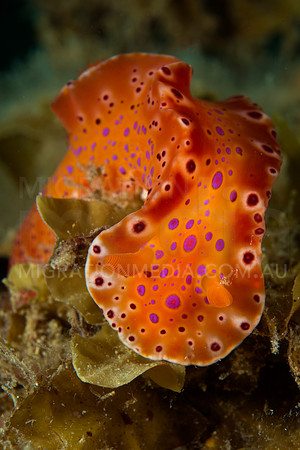 Cerastoma Nudibranch (5)
