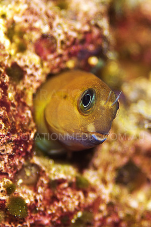 Bi-Colour Blenny