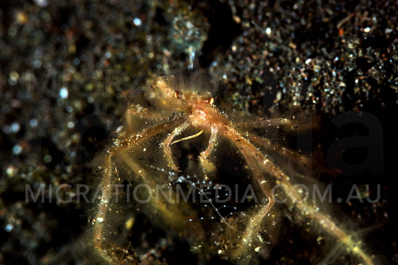 Close-Up Spider Crab