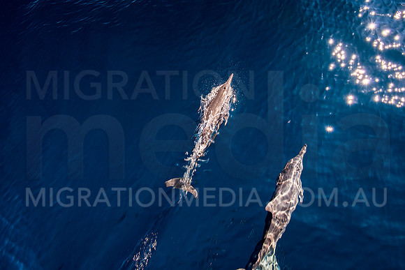 Spinner Dolphins (10)