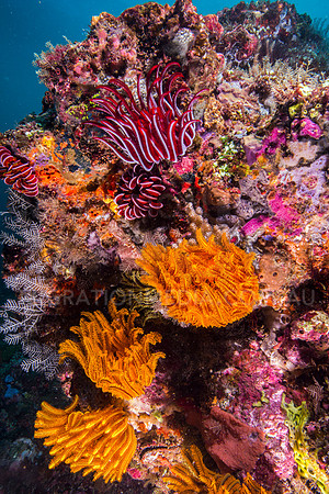 Beautiful Feather Stars