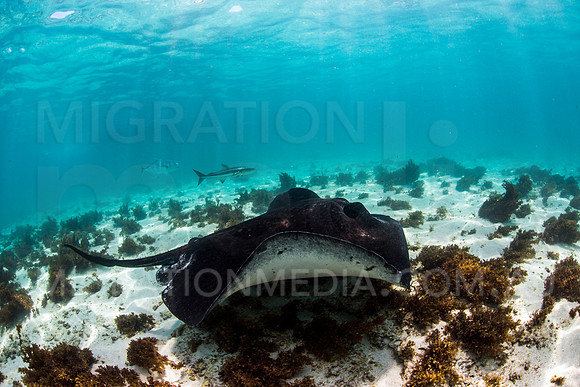 Bull Ray on Sand