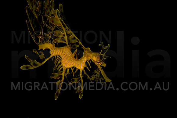 Leafy Sea Dragon Beautiful