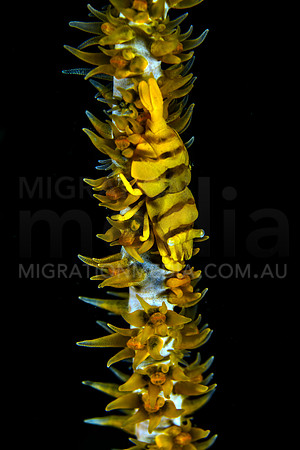 Yellow Whip Coral Shrimp