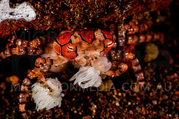 Boxer Crab (1)