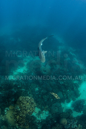 Juvenile Tiger Shark Chasing Green Turtle (3)