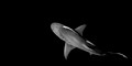 Lemon Shark