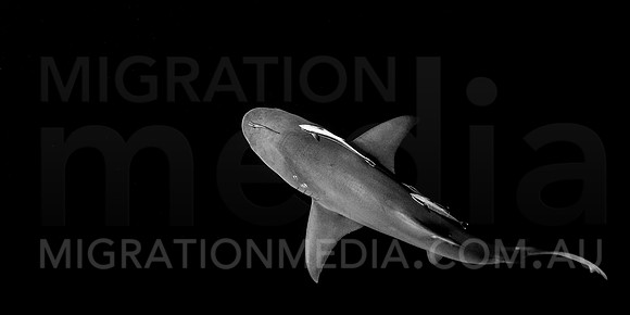 Lemon Shark