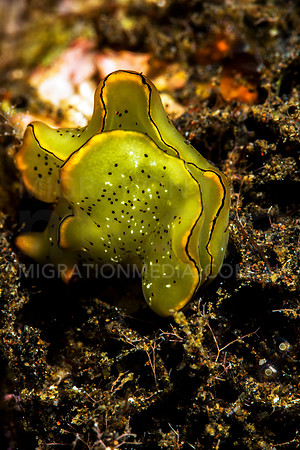 Green Elysia Nudibranch