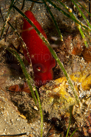 Red Octopus