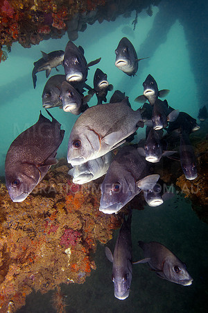 Swwetlips Lined Up