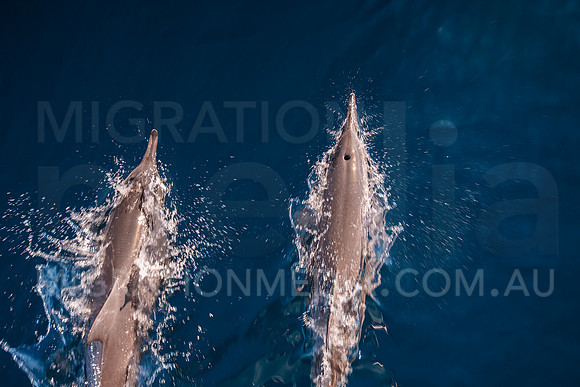 Spinner Dolphins (12)