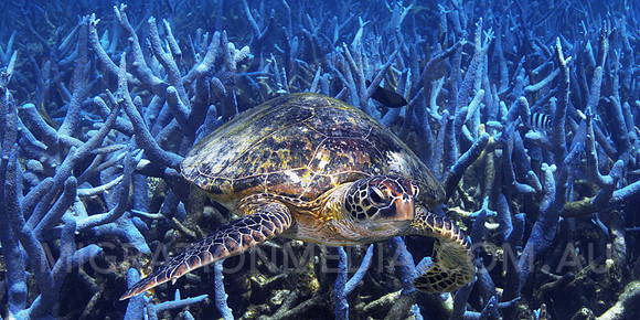 Green Turtle on Staghorn Coral