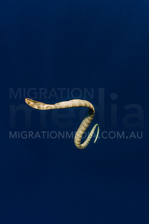 Sea Snake in Blue Water