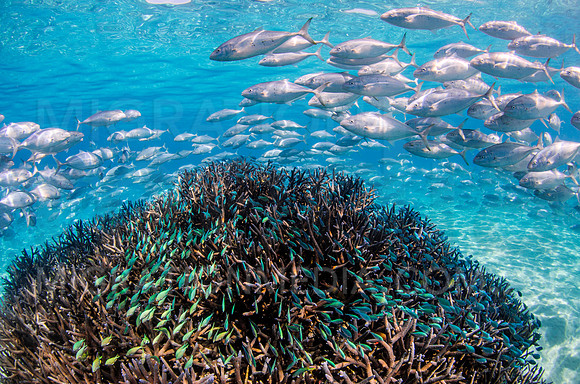 Trevally Schooling Over Beautiful Coral Reef
