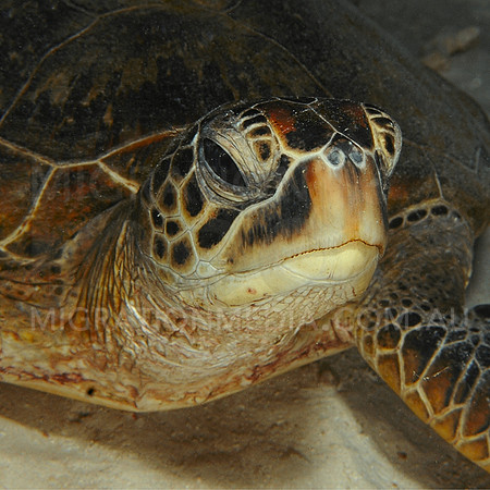 Green Turtle Close-Up