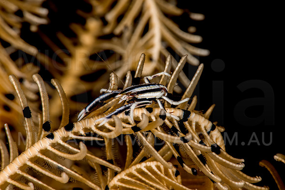 Zebra Squat Lobster