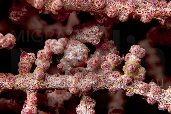 Pygmy Seahorse Looking