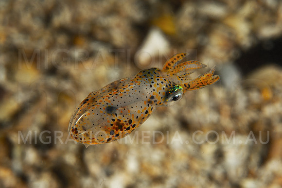 Juvenile Squid Looking