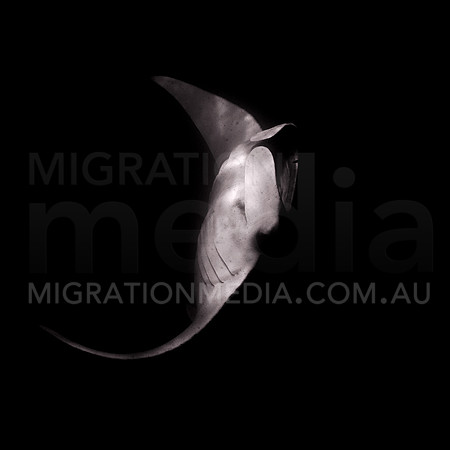Manta Close B&W