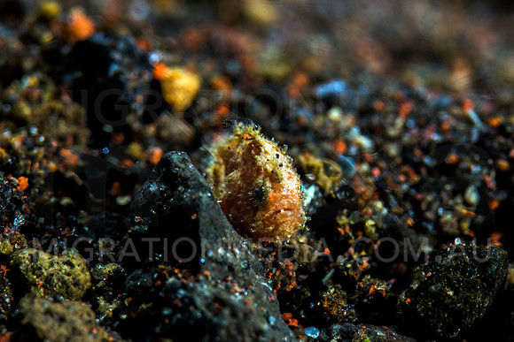 Tiny Juvenile Frogfish (4)