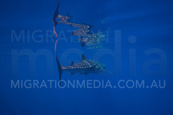 Beautiful Whaleshark in Glassy Water