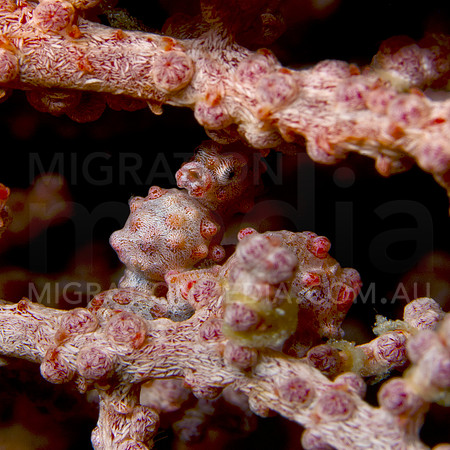 Pygmy Seahorse Interested