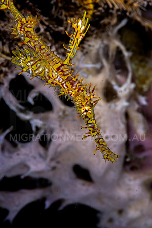 Yellow Ornate Ghost Pipefish