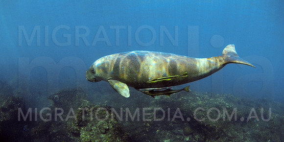 Dugong