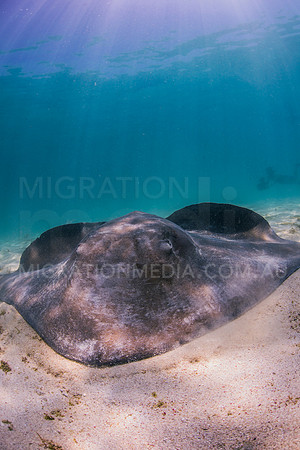 Smooth Stingray Close-Up
