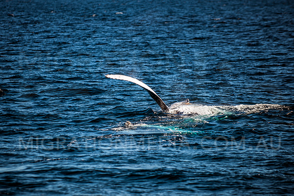 Humpback Whale Playing