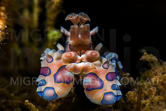 Harlequinn Shrimp Portrait