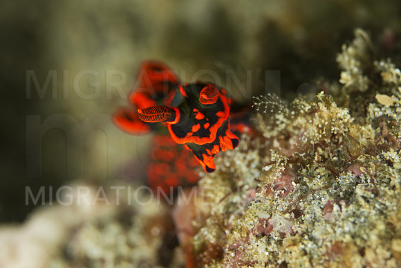Bright Nembrotha Nudibranch