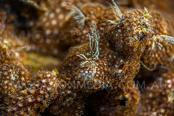 Coral Barnacles