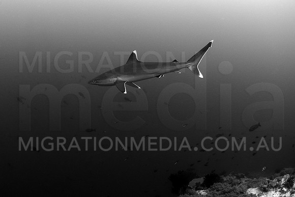 Silvertip Shark & Reef B&W
