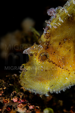 Back-lit Leaf Scorpionfish Portrait