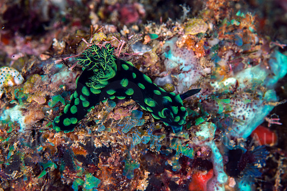 Green Nembrotha Nudibranchs
