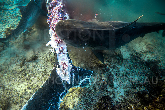 Tiger Shark Biting Down on Humpback Whale Tail